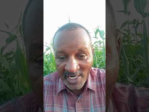 قصيدتان زراعيتان من منطقة القضارف