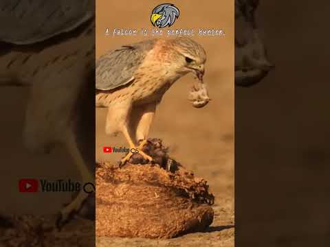 Falcon hunting #eagle #hawk #birds #hunting #hunter #wildlife #wildanimals #safari #song #status