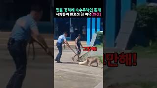 핏불 공격에 쓰러진 흰개 그런데 사람들이 흰개를 보고 환호성을 지른 이유