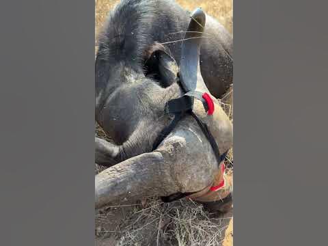 This buffalo when drugged don’t go totally to sleep - blindfolding them helps reduce the stimulation
