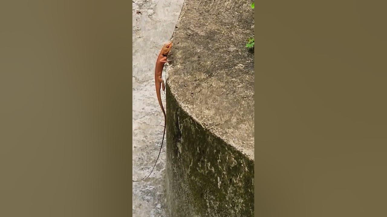 Ящерка🦎#ящерка - YouTube