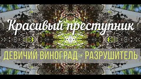 НЕ САЖАЙТЕ ЕГО у дома! // Как девичий виноград разрушает постройки