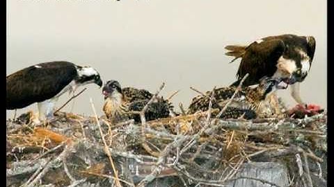 Deuteronomy 14 (with text - press on more info. of video on the side)