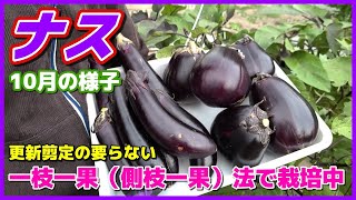 更新剪定の要らない一枝一果（側枝一果）栽培　ナス収穫もそろそろ終わり　長ナス／三豊ナス／家庭菜園