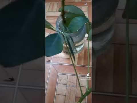 Video: Sheffler-blomst: hjemmepleje, foto
