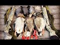 Охота на водохранилище. Селезень в сентябре. Big water duck hunting with decoys. Drake in september.