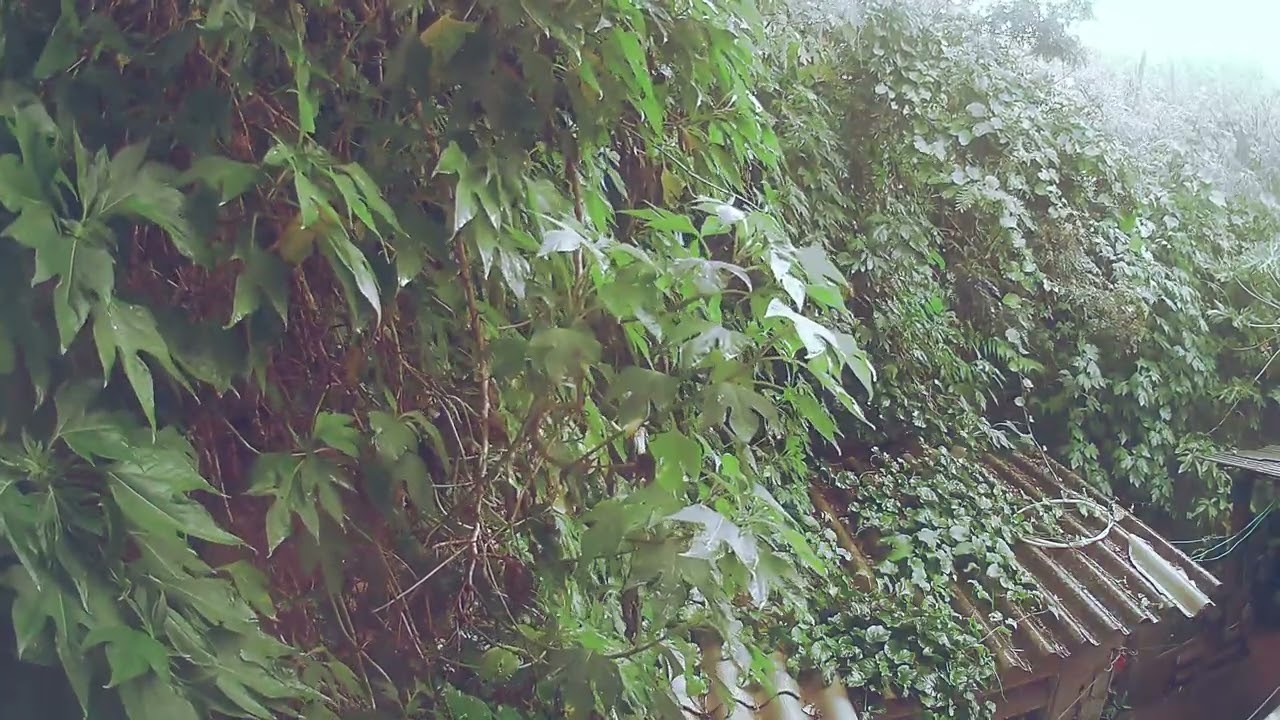 Rain Sleeps Relaxing (Chuva para relaxar e dormir)