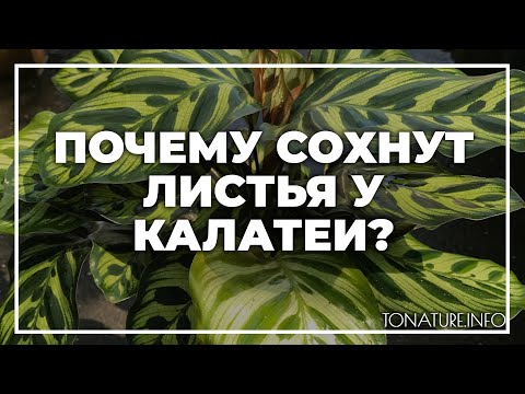 Почему сохнут листья у калатеи? | toNature.Info
