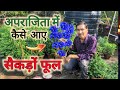 कमाल हो गया! अपराजिता में ऐसे खिले सैकड़ों फूल, जाने पूरा तरीका// Aparajita flowering tricks