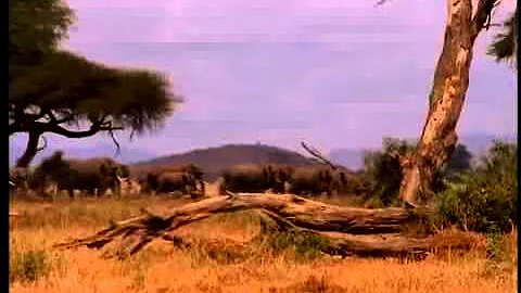 Quale flora e fauna si trovano nella savana?