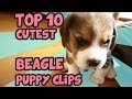 TOP 10 CUTEST BEAGLE PUPPY VIDEOS OF ALL TIME