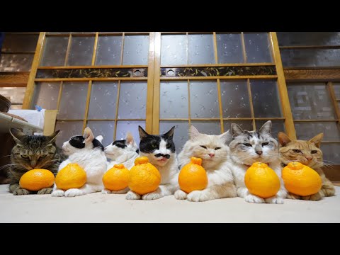 デコポンをのせた7匹の猫　210315