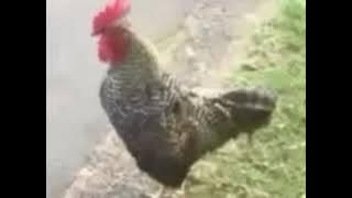 DJ AYAM JAGO REMIX VIRAL | EDAN TURUN REMIX VERSI AYAM | COPYRIGHT FREE MUSIC | NO COPYRIGHT SOUNDS