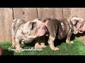 Merle Male English Bulldog 20wk