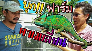 บุกฟาร์ม เวล์ล คาเมเลี่ยน เฮ้าส์...++ Veiled Chameleons House.