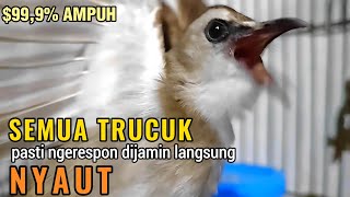 TRUCUKAN GACOR NGALAS Tarung ROPEL Paling Ampuh Untuk PANCINGAN TRUCUKAN Agar Bunyi Nyaut EMOSI