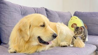 Fearless Kitten Attacks Gentle Golden Retriever