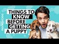 Things you should know before adopting a puppy  monkoodog