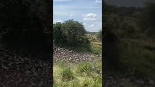 Öküzbaşlı Antilop Sürüsü Göc Ediyor