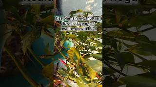 Home made fertilizer | organic fertilizer shortsshortsfeed youtubeshorts happygardeningorganic