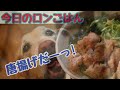 大型犬ごはん動画　☆今日のロンごはん☆唐揚げっ！