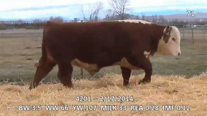 Lot 71 ~ H5 2185 Domino 4201