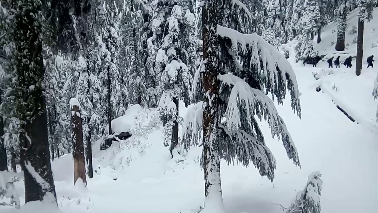 Kalatop Dalhousie snow B/W Nature January 2017 YouTube