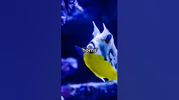 The Longhorn Cowfish: Natureโs Living Sculpture