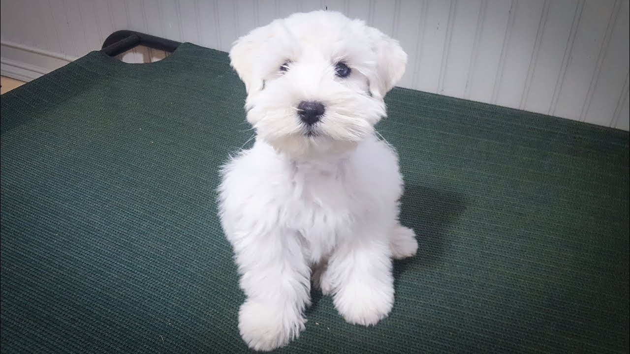 white schnauzer puppy