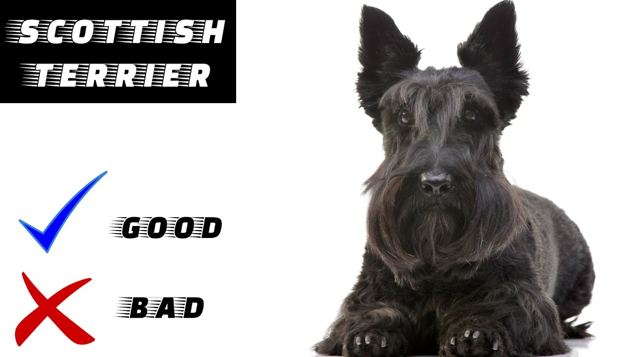 Scottish Terrier Pros And Cons | The Good And The Bad