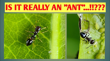 Ant mimicking jumping spider #spider #ants #documentary #agriculture #insects #nature