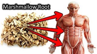 7 Unbelievable Things Marshmallow Root Can Do To Your Body