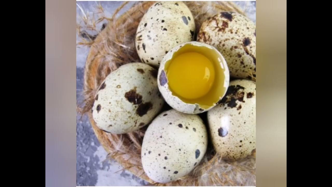Huevos cocidos de codorniz