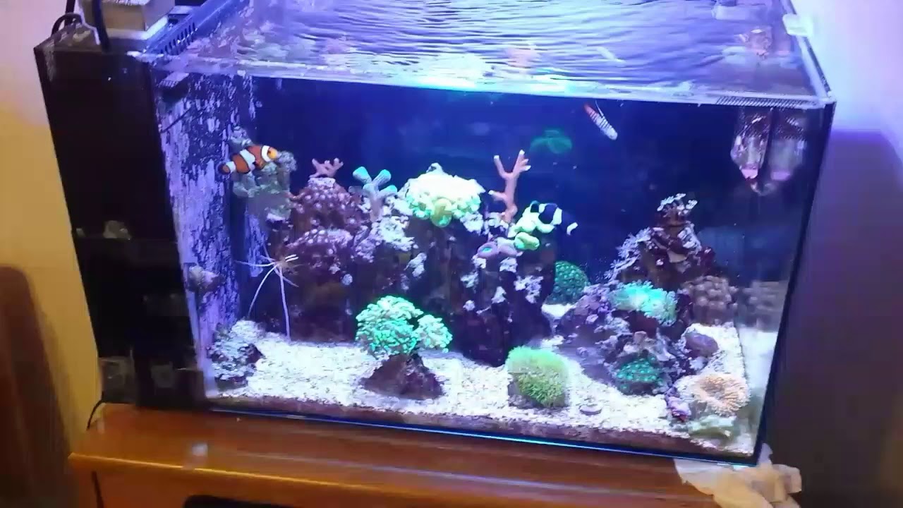 Fluval Evo 13.5 update no water change - YouTube