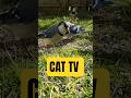 Cat TV - A Gathering of Blue Jays #shorts