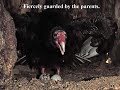 The Secret Life of Turkey Vultures – REVEALED!