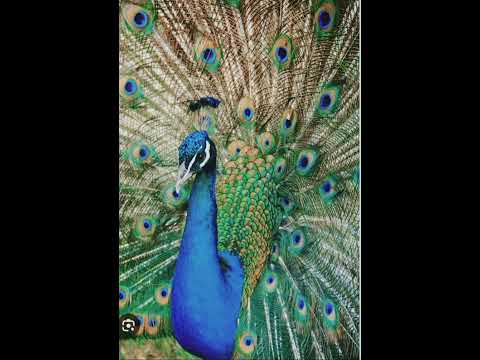 #viral #peacock sound no copyright video free download and subscribe and like and share 👍😍🥰🤍🔥😊🌷