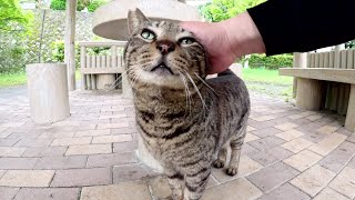 The cat moves to a covered bench with the human.