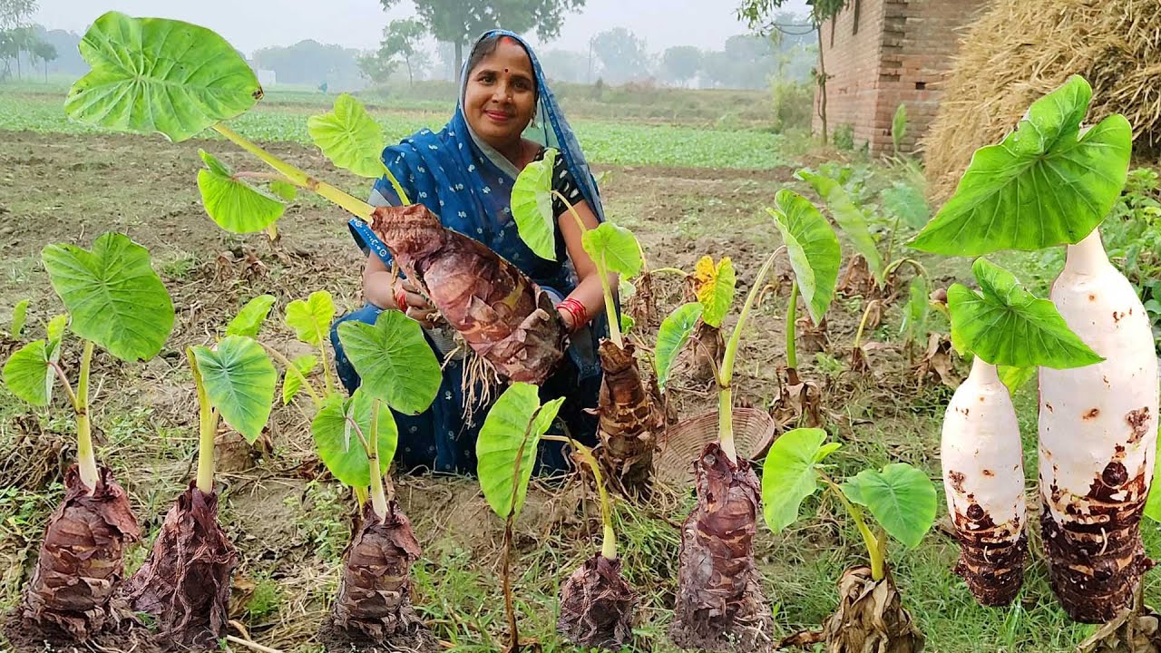 इस तरीके से बंडे (BANDA) की सूखी सब्जी के साथ चावल बनाएंगे तो अंगुलिया चाटते रह जायेंगे ||