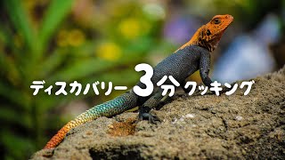 ディスカバリー3分クッキング | トカゲジャーキー (ディスカバリーチャンネル)