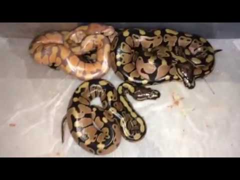 camera iphone 8 plus apk Update on my first ball python clutch all out of the egg!