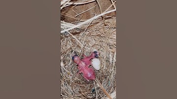 Java sparrow breeding progress #budgiestagram #aligarhbudgiesandfinches #shorts #shortsvideo