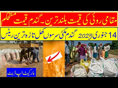 Today January 14 - گندم Price Wheat 2025 - گندم قیمت تازہ ترین اپ ڈیٹ - گندم قیمت