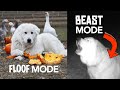 A Day in the Life of Toby the Guard Dog (Livestock Guardian Dog at Work)