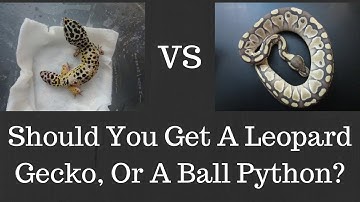 Leopard Gecko Vs Ball Python: Which Should You Get? - Benjamin