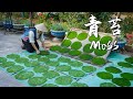 Xishuangbanna Moss - The Unique &quot;Seaweed&quot; of the Lancang River【滇西小哥】