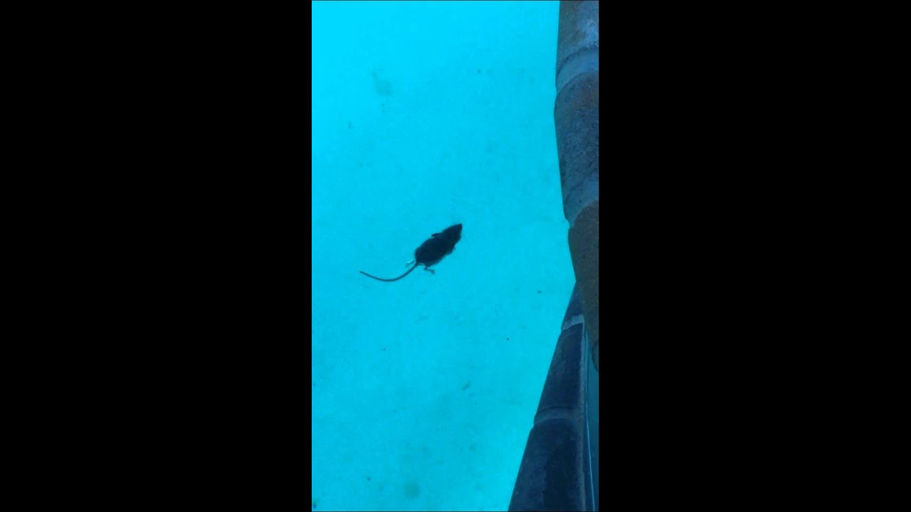 Mouse swimming YouTube
