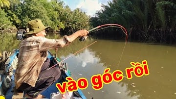 Câu cá ngát sông mồi siêu nhạy thả mồi xuống lụm cá ngát , cá vằn khủng |Bùi Hiển Ba Vát |