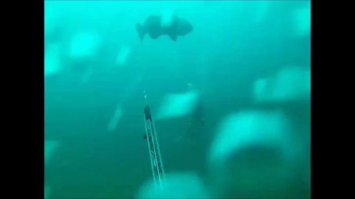 Goliath Grouper steals a fish