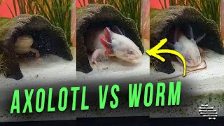 Axolotl That Loves Worms Quickly Grabs One